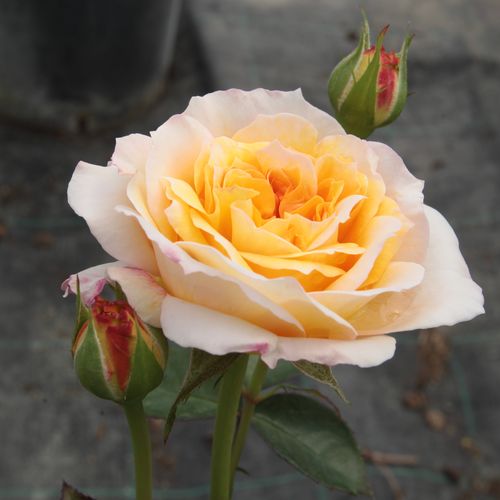 Shop - Rosa Georges Denjean™ - gelb - nostalgische rosen - stark duftend - Dominique Massad - -